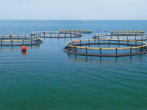 罗茨风机增氧机在水产养殖中的运用