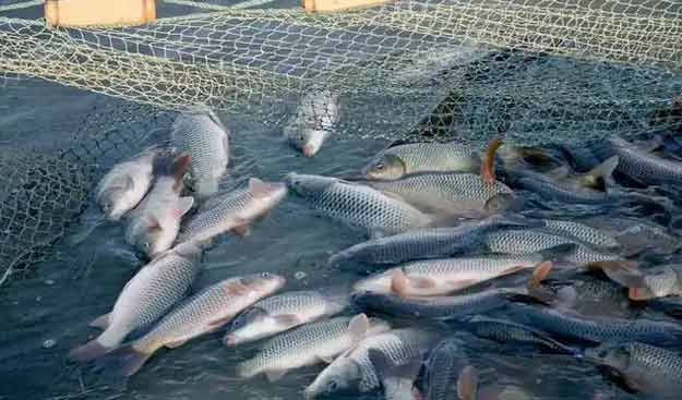 罗茨鼓风机水产养殖鳜鱼案例